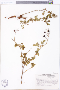 Rosa multiflora image