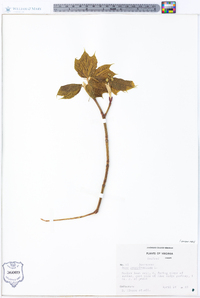 Acer pensylvanicum image