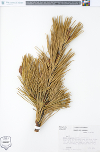 Pinus pungens image