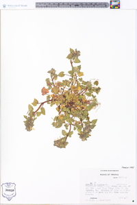 Lamium purpureum image