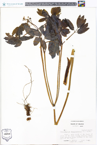 Caulophyllum thalictroides image