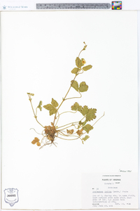 Potentilla indica image