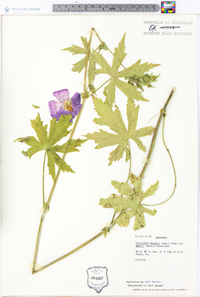 Callirhoe papaver var. bushii image