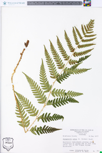 Dryopteris celsa image