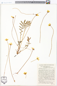 Potentilla egedii image