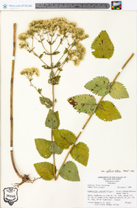 Eupatorium rotundifolium var. rotundifolium image