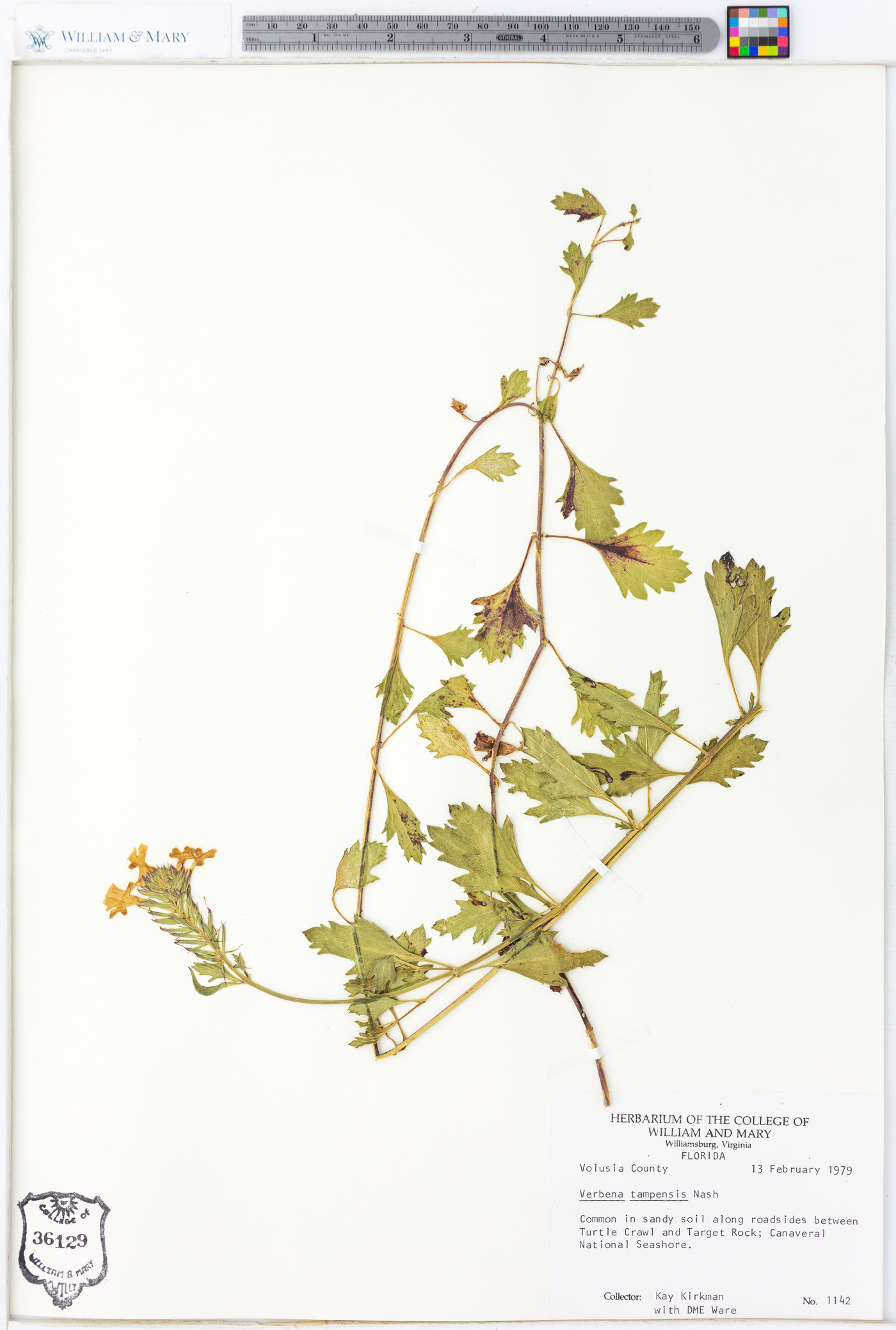 Verbena tampensis image