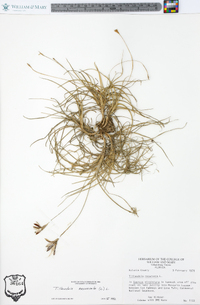 Tillandsia recurvata image