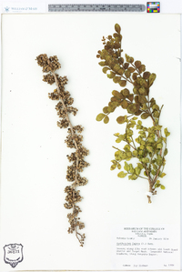 Zanthoxylum fagara image