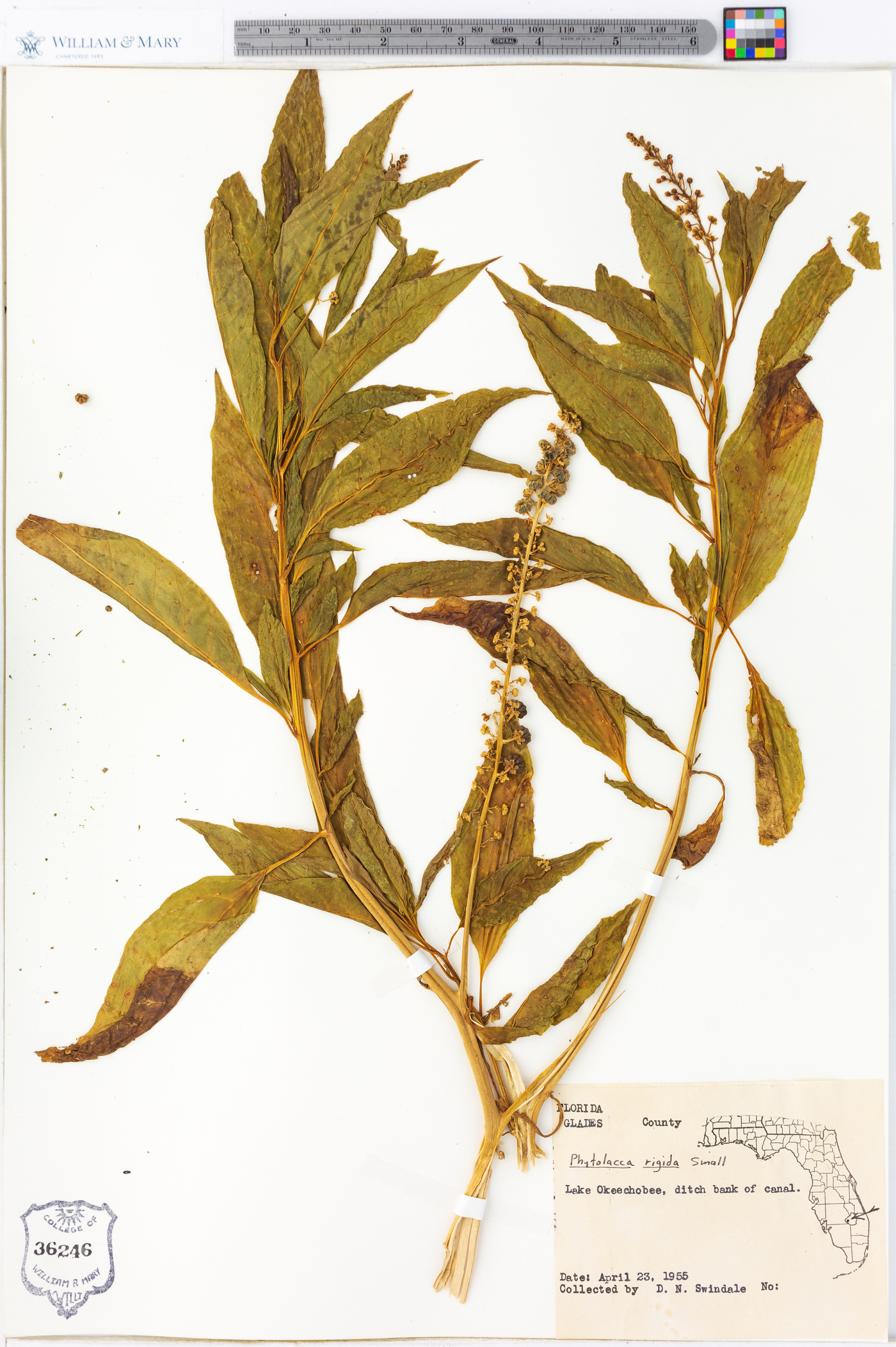 Phytolacca rigida image