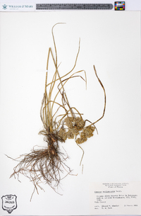 Cyperus surinamensis image