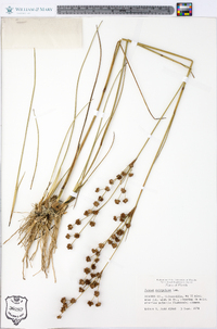 Juncus scirpoides image