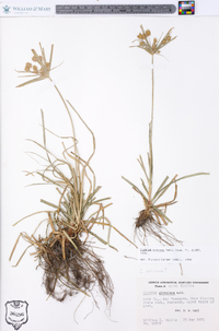 Cyperus croceus image