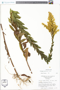 Solidago fistulosa image