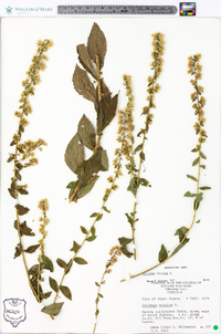 Solidago bicolor image