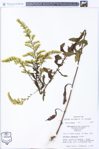 Solidago nemoralis var. nemoralis image