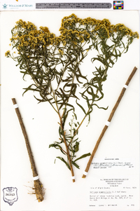 Euthamia graminifolia var. nuttallii image