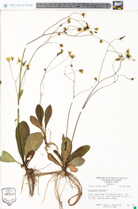 Hieracium venosum image