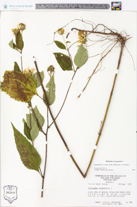 Helianthus decapetalus image