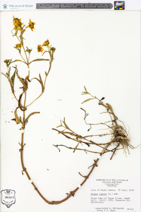 Bidens laevis image