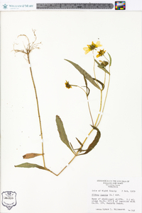 Bidens laevis image