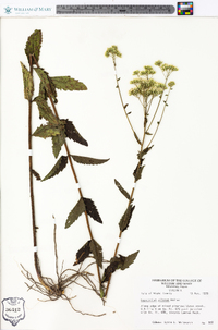 Eupatorium pilosum image