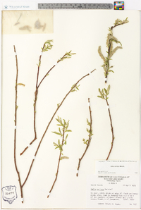 Salix sericea image