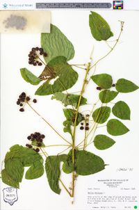 Smilax herbacea image