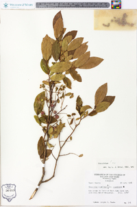 Vaccinium stamineum var. stamineum image