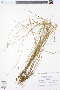 Carex muricata var. angustata image