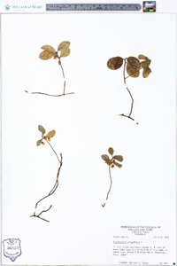 Gaultheria procumbens image