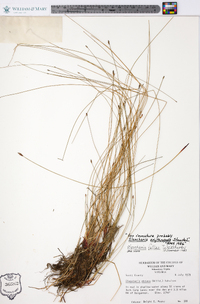 Eleocharis erythropoda image