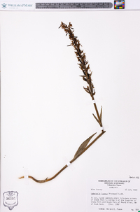 Platanthera lacera image