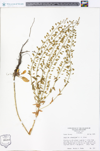 Lepidium campestre image