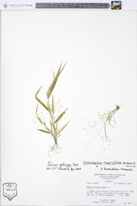 Panicum gattingeri image