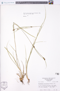 Rhynchospora capitellata image