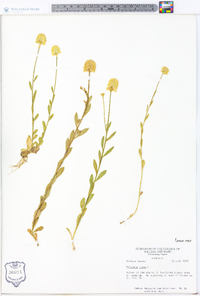 Polygala lutea image