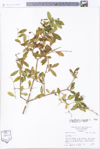 Ligustrum vulgare image