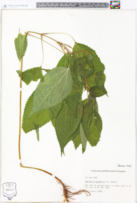 Image Associated With the Occurence