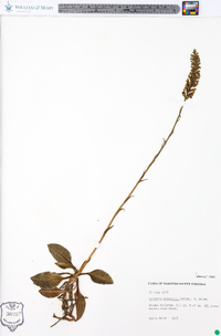 Goodyera pubescens image