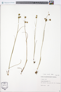 Juncus scirpoides image