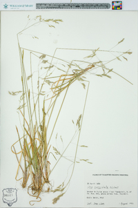 Poa cuspidata image