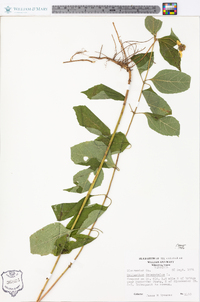 Helianthus decapetalus image