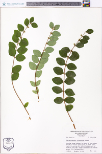 Symphoricarpos orbiculatus image