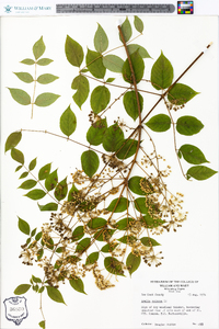 Aralia spinosa image