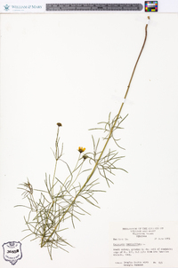 Coreopsis verticillata image