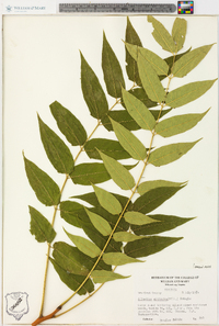 Ailanthus altissima image