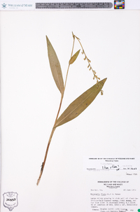 Platanthera flava image