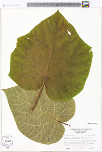 Paulownia tomentosa image