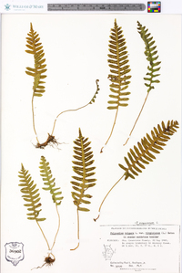 Polypodium vulgare image